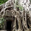 The roots and vines of the jungle are hard at work reclaiming the temple.