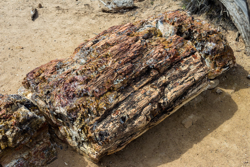 Petrified Wood is one of the highlights along the trail.