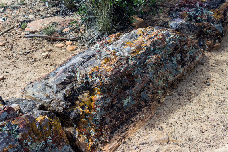 An entire trunk of petrified wood.