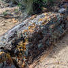 An entire trunk of petrified wood.