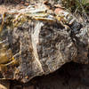 Petrified wood - with its annual growth rings still clearly visible.