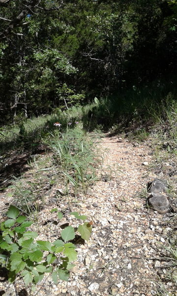 A small glade shades visitors from the sun on the Cave Spring Trail.