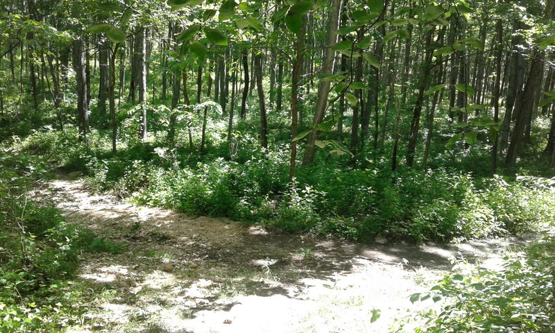 The Cave Spring Trail merges at this spot.