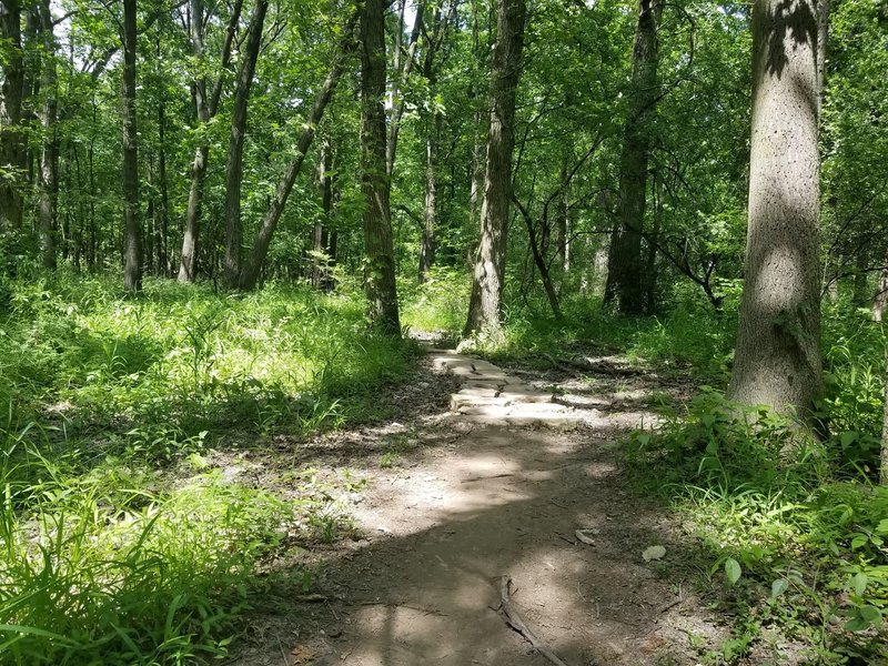 On the Purple Trail north of 95th Street.