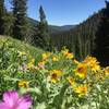 Don't forget to turn around on your way up and enjoy the views. Time the wildflowers right and they will be in full bloom.