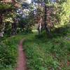 A gentle singletrack starts off this trail.