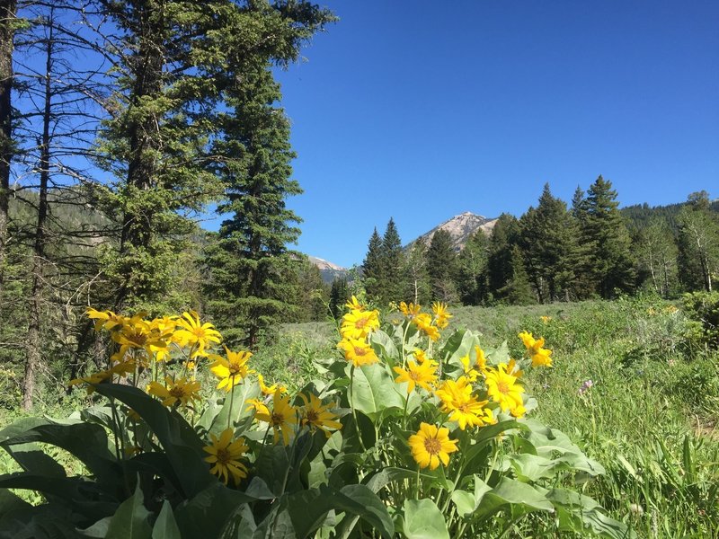 Toward the start of the day, enjoy beautiful views before you start heading close to the creek.