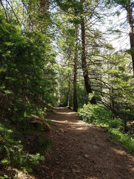 Upper Columbine Trail gently winds through the forest.