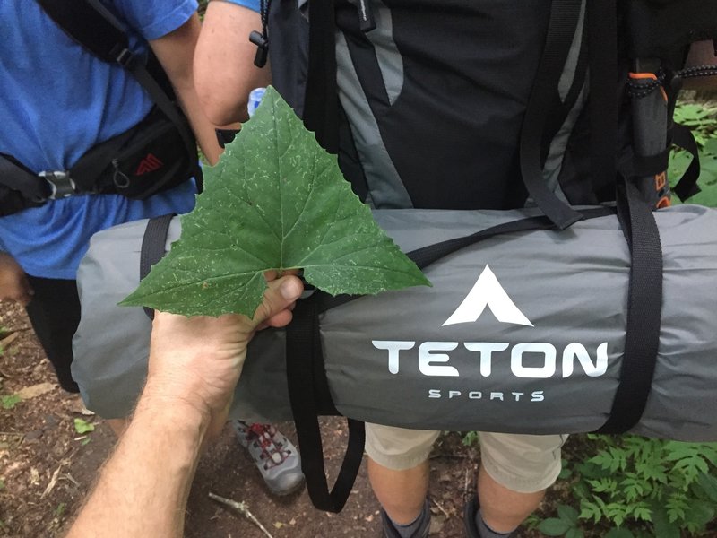 Possibly a nod to nature from Teton Sports.