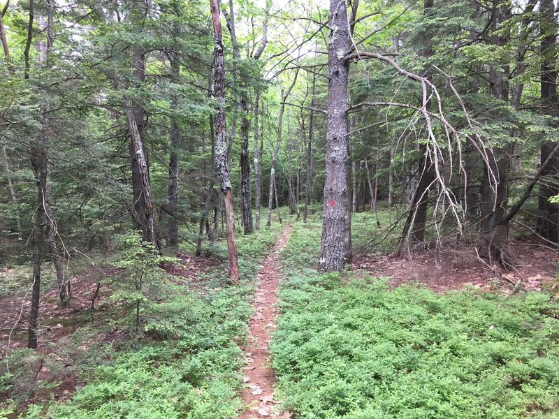 Follow the red blazes through some nice singletrack stretches.