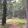 Thick woods open up to some nice pine clearings on the Neville Peak Trail.