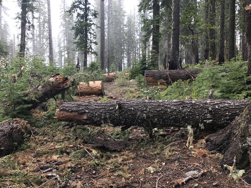 Fallen trees are always in the process of being cleared along the Mill Creek Trail.