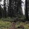 A fallen tree blocks the Mill Creek Trail in Six Rivers National Forest.