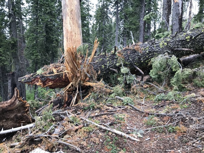 A huge fallen tree blocks Mill Creek Trail in Six Rivers National Forest.