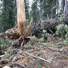 A huge fallen tree blocks Mill Creek Trail in Six Rivers National Forest.