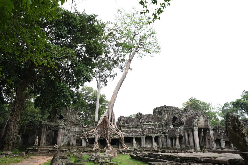 Like at other ruins, trees have taken root and grow from the buildings.