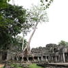 Like at other ruins, trees have taken root and grow from the buildings.