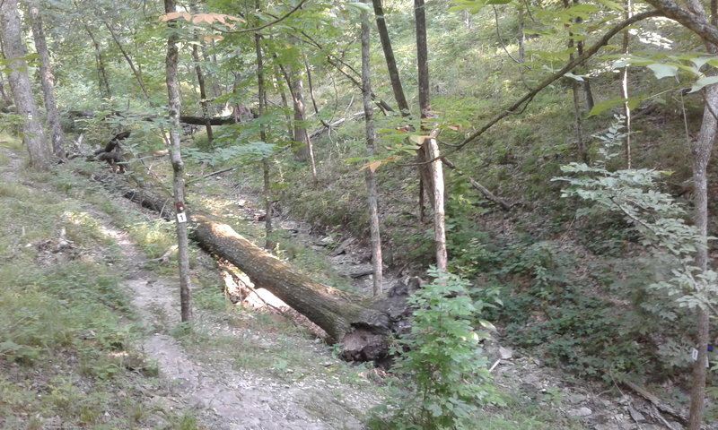 At this point, #1 Connector Trail goes east to the main loop, north to the lookout, and west to follow Gans Creek.