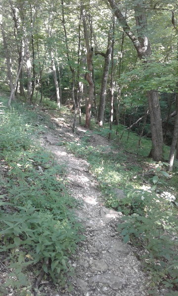 #1 Connector Trail follows a mixed tread through the forest.