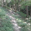 #1 Connector Trail follows a mixed tread through the forest.