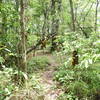 Monk's robes are tied to to treees along The Monk's Trail.