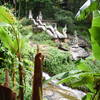 Naga stairway as seen from The Monk's Trail approaching the Monastery.