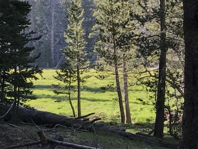 Round Valley Meadow with a resident deer enjoy the sunlight.