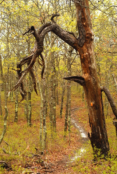 There are plenty of gnarled trees to investigate in Manorville Hills County Park.