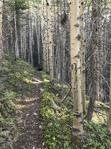 Singletrack follows along the Wahatoya Creek.