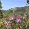 Enjoy a flower-filled view of the exposed rock on the slope of South Baldface from the Eagle Cascade Link.