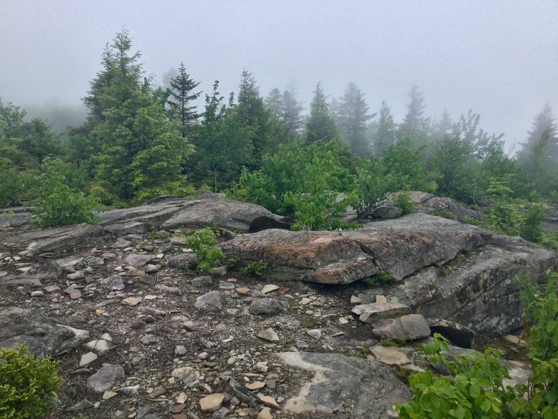 Fog looms over the Phoenicia East Branch Trail.