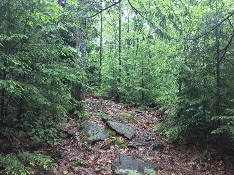 Enjoy your waltz through the woods – just watch out for slippery rocks!