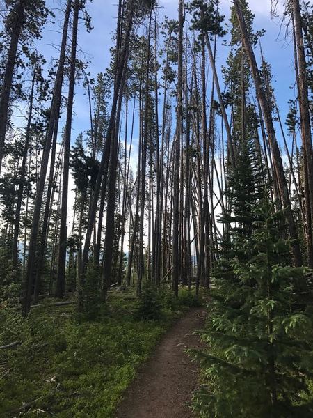 Travel through the pine forest on the way to Salmon Lake.