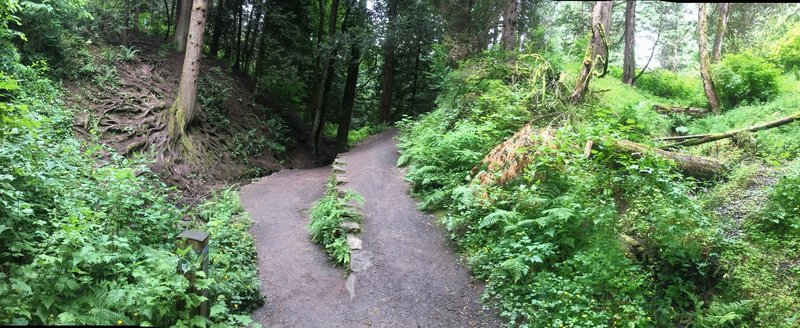 Look out for Root Tree at this Creek Trail fork on the Hoyt Arboretum Loop