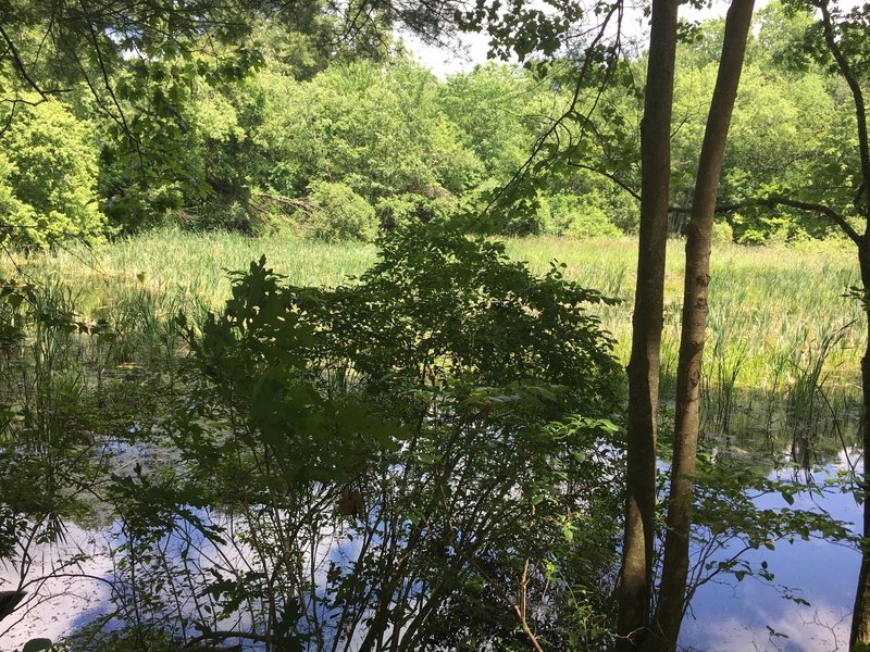 Moose Pond is shaded from the afternoon sun by tall deciduous trees.