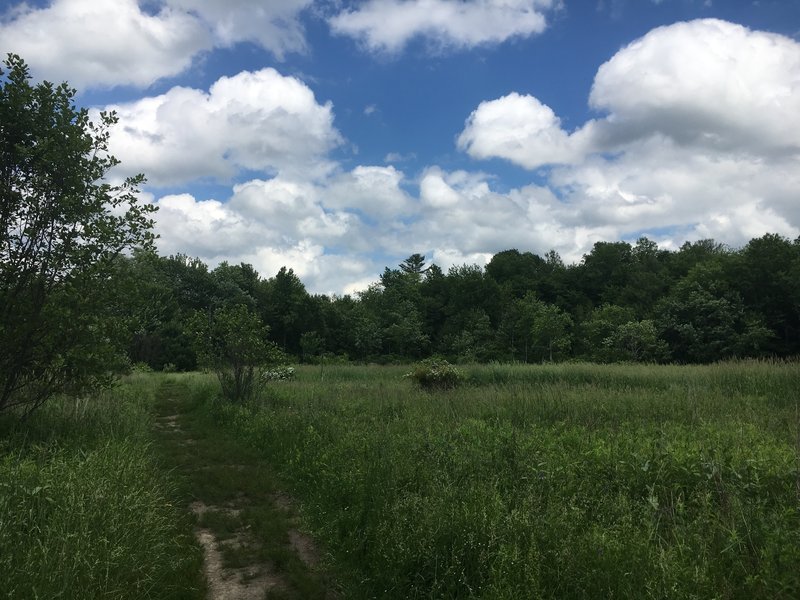 Otter Way Meadow is sure to grow tall summer grasses.