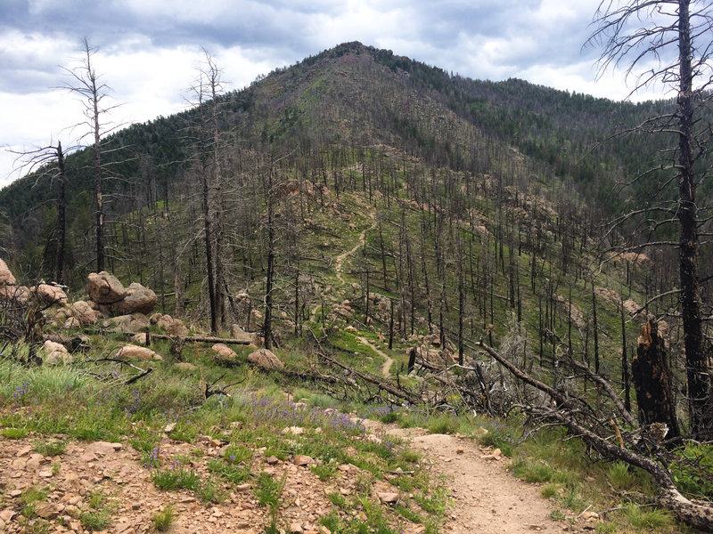 A singletrack trail heads up to Bear Peak from the West Ridge.