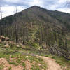 A singletrack trail heads up to Bear Peak from the West Ridge.