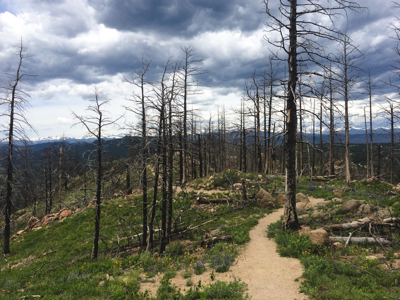 A singed forest is all that's left along this portion of Bear Peak West Ridge.