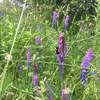 Flowers bloom in the verdant meadow alongside Otter Way.