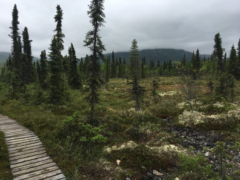 A boardwalk amid the tundra leads adventurers through beautiful meadows like this.