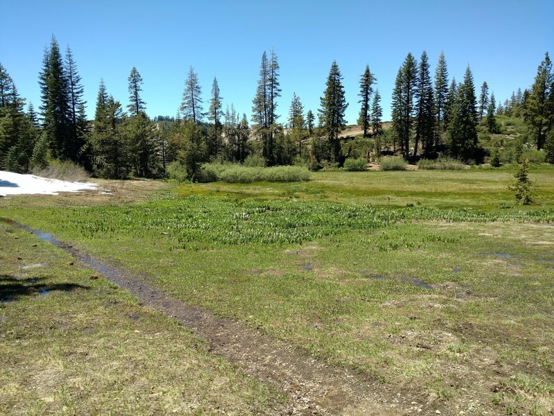 A small wetland meadow starts the Salmon Lake Trail.