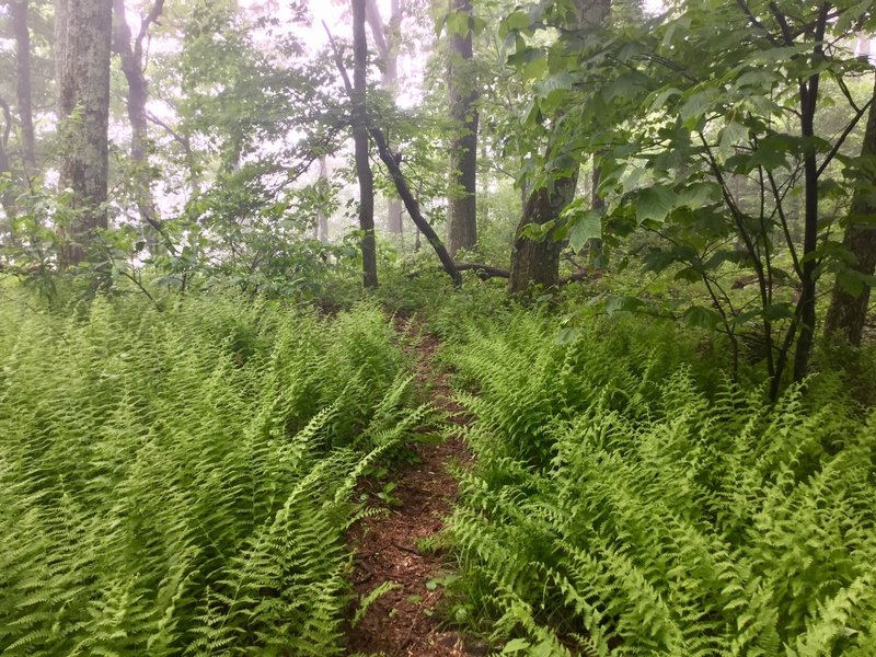 It's often calming to meander between the fog-laden ferns.