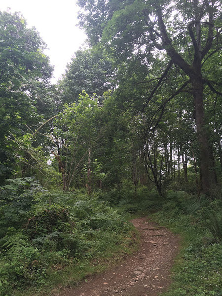 Singletrack trail at Soaring Eagle Regional Park.