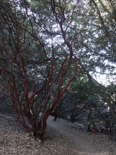 Oaks mark the beginning of the Five Oaks Trail on Volcan Mountain.