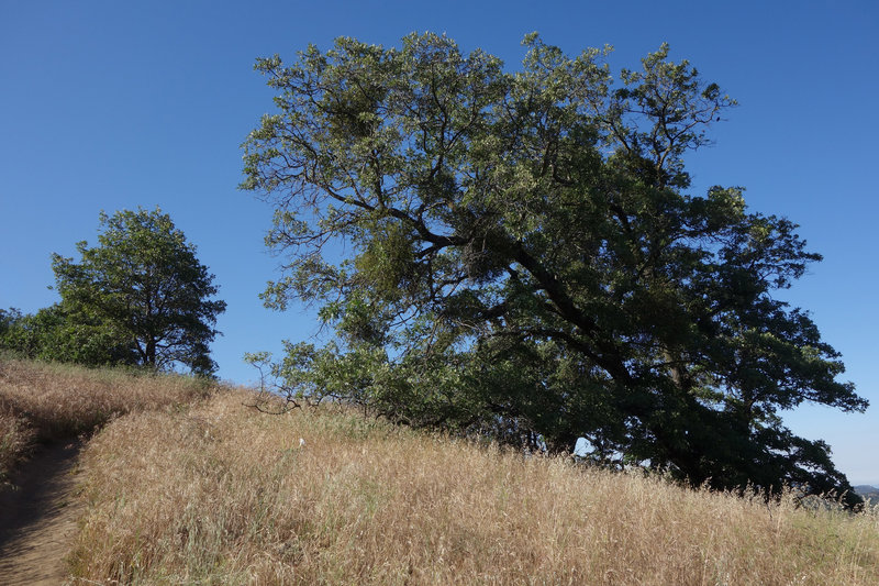 A looming tree stands along the Five Oaks Trail.