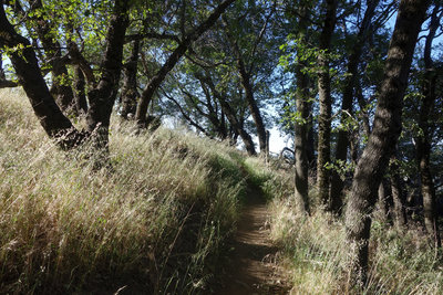 Trees and grass enclose parts of the Five Oaks Trail.