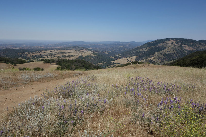 Wildflowers and the mountains to the northwest can be enjoyed from the final ascent to Volcan Mountain.