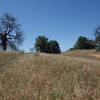 Trees dot a grassy field at the junction of the Five Oaks Trail and the main Volcan Mountain trail.