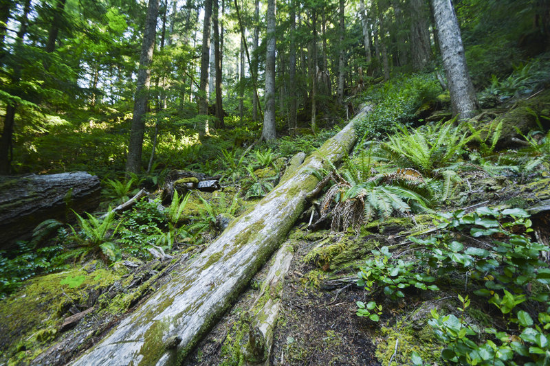 The hike up the mountain along the trail is quite beautiful.